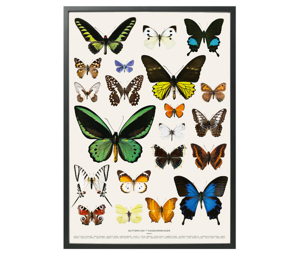 Hagedornhagen Butterfly Myriad Art Poster